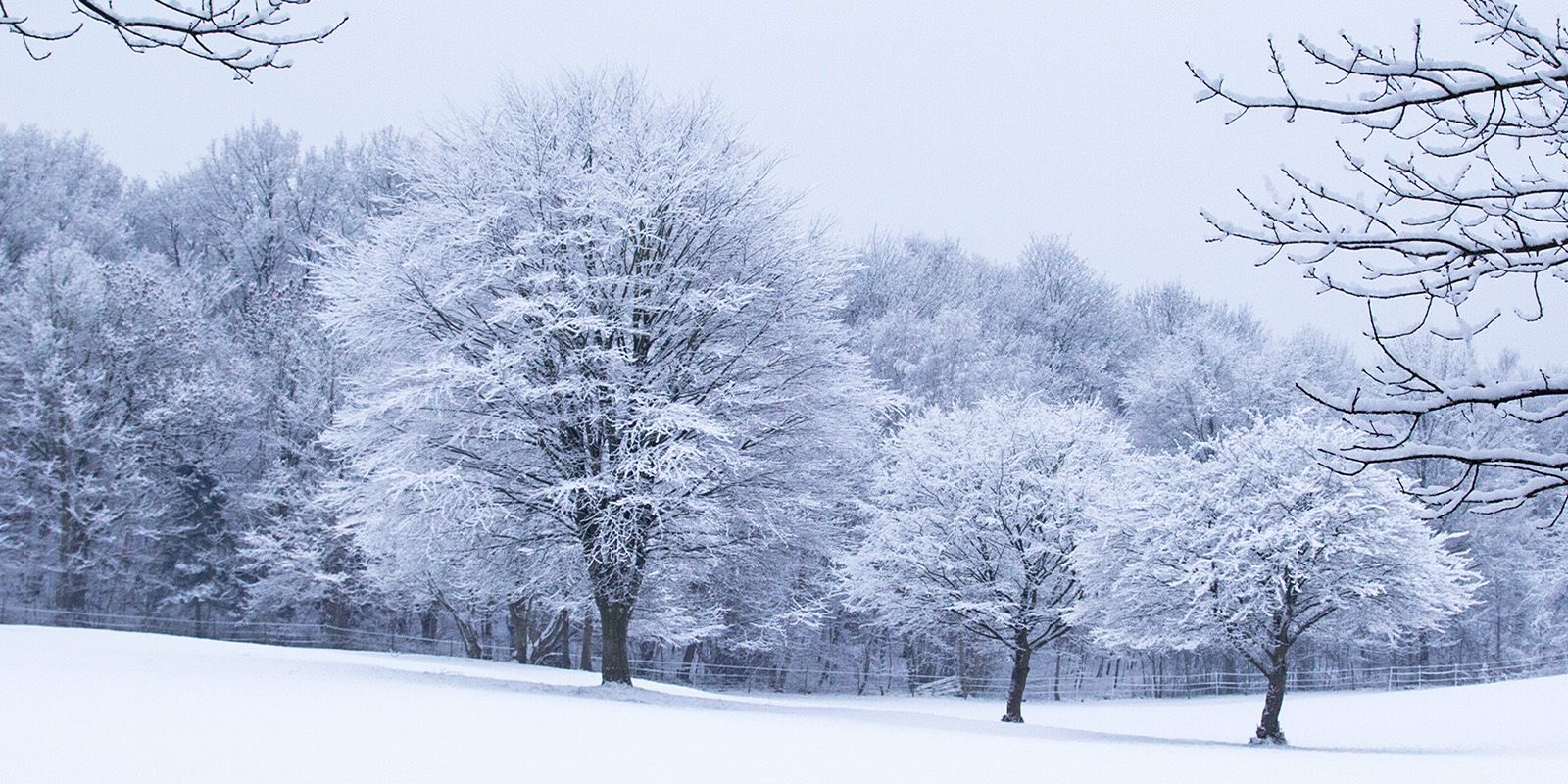 Schnee bedeckte die Bäume. Foto: André Zand-Vakili