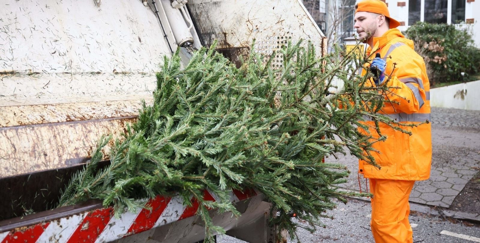 Zwei-Termine-pro-Stadtteil-Dann-holt-die-Stadtreinigung-den-Weihnachtsbaum-ab