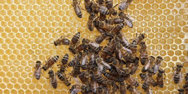 Bienen aus dem Völkchen der Harburger Rathaushausbienen. Foto: André Zand-Vakili Die Bienenseuche des Bezirks Harburg gilt als erloschen
