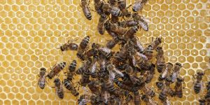 Die Bienenseuche des Bezirks Harburg gilt als erloschen