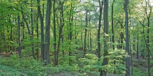 Heimfelder Wald wird offenbar Spielball von Naturschutz-Tricksereien