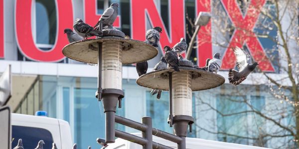 Tauben auf einer Straßenlaterne am Seeveplatz. Foto: André Zand-Vakili SPD und Grüne: Gemeinsame Sorge um die Stadttaube