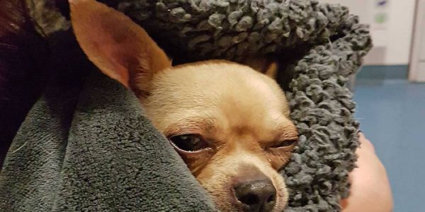 Nach einem Hinweis: Der kleine Chihuahua Penny ist zurück
