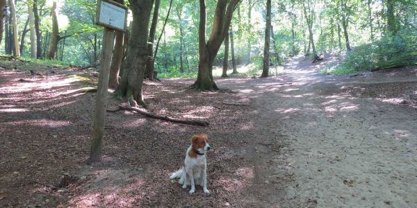 Grenzen der Hundeauslaufflächen beschäftigen die Politik