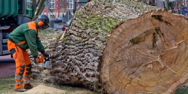Bezirk Harburg: 181 Bäume werden bis zum Frühjahr gefällt