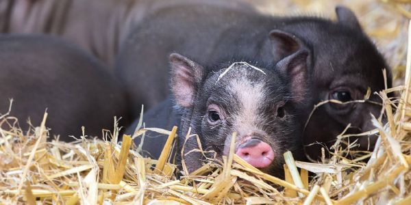 Ivy, Lilie, Daisy und Orlando heißt der erste Nachwuchs im Wildpark