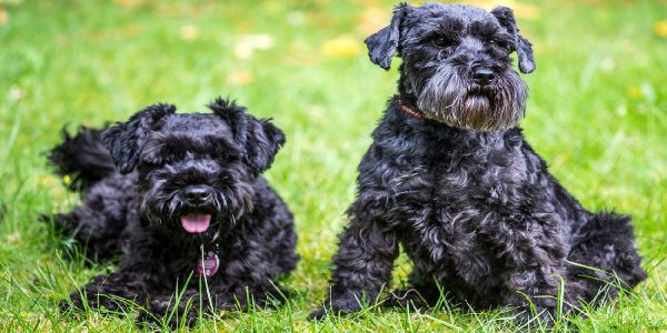 Foto: André Zand-Vakili 6 must haves für Hundebesitzer