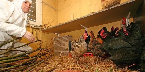 Neuer Fall von Geflügelpest: Hunde müssen an die Leine