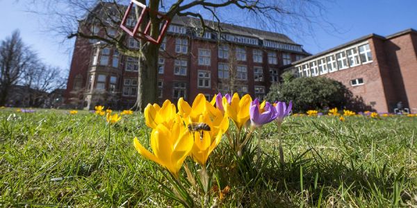Wie schön ist das denn? Die Sonne küsst die Krokuswiese bunt