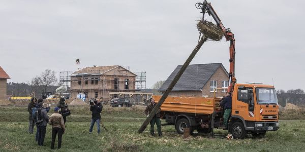 Vogelkamp: Ein Nest für einen lang vermissten Nachbarn