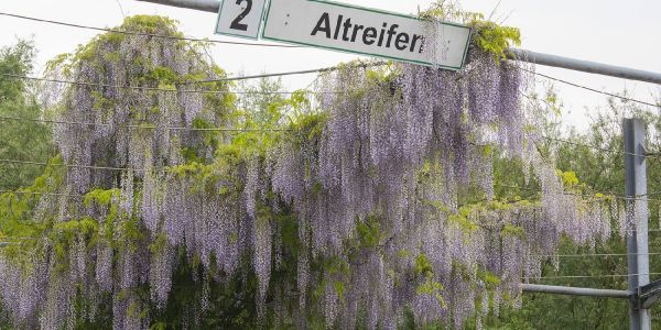 Blütenpracht; Blauregen wuchert am Recyclinghof in Neuland