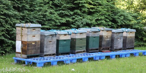 Acht Bienenvölker produzieren fleißig Heimfelder Honig