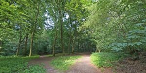 Das 95 Hektar große Heimfelder Holz soll Naturschutzgebiet werden