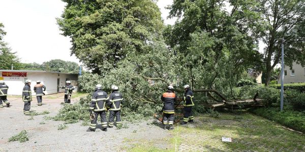 Vinzenzweg: Baum musste nach Blitzeinschlag gefällt werden