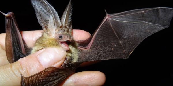 Die Fledermausart Braunes Langohr. Foto: Kristian Robert Pahl In Wilstorf und Heimfeld: "Jagd" auf seltene Fledermäuse