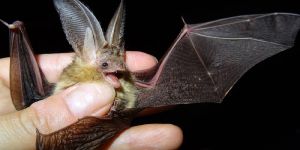 In Wilstorf und Heimfeld: "Jagd" auf seltene Fledermäuse