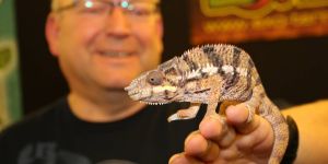 Aquarianer-Tage: Chamäleon "Manfred" stahl allen die Show