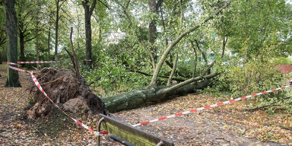 Oktoberstürme zerstörten 215 Bäume in Parks und an Straßen im Bezirk Harburg