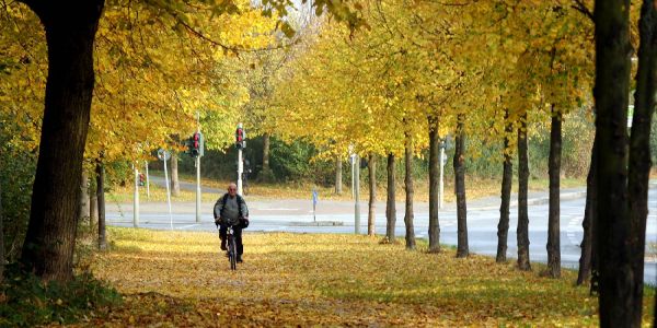 Dann holt die Stadtreinigung Laubsäcke in Ihrem Stadtteil ab