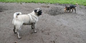 Angst vor Vandalismus spricht gegen Unterstand für Hundehalter