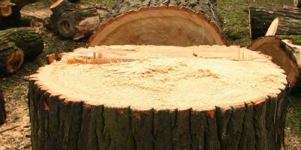 299 Bäume werden im Bezirk Harburg bis zum Frühjahr gefällt