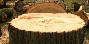 299 Bäume werden im Bezirk Harburg bis zum Frühjahr gefällt