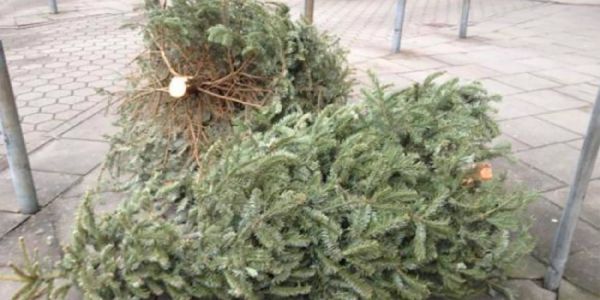 Abholung der Weihnachtsbäume: Die Termine für Ihren Stadtteil