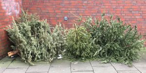 Harburg: Dann werden die Tannenbäume in Stadt und Landkreis entsorgt