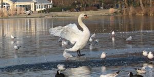 Mein lieber Schwan: Frost sorgt für Eisschicht auf der Außenmühle 
