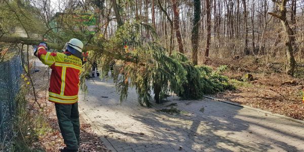 Am Horster Mühlenweg beseitigte die FF Maschen einen umgestürzten Baum. Foto: Matthias Köhlbrandt Sturm sorgte für zahlreiche Einsätze der Feuerwehr in Stadt und Land