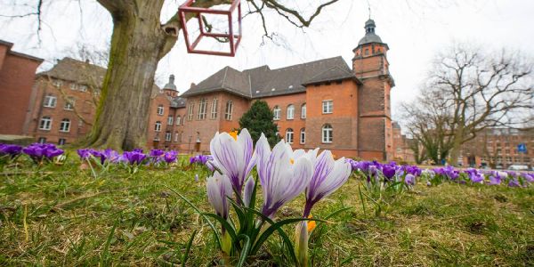 Ein Hauch von Frühling bringt die Krokuswiese am Rathaus
