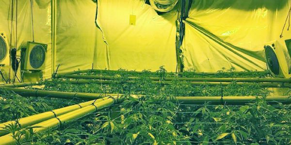 Durch Wasserschaden: Illegale Hanf-Plantage in Etagenwohnung entdeckt