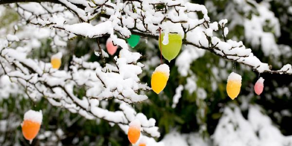 Schneeweiße Überraschung: Irgendwas stimmt mit dem Frühling nicht