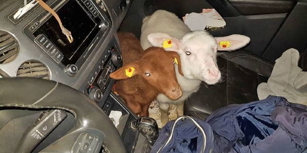 15 Lämmer im Auto: Polizei stellte Tiere bei Kontrolle sicher