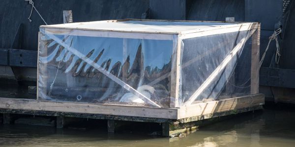 Ein festes Heim für Familie Schwan im Reiherstiegkanal