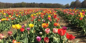 Frühstarter-Sommer: Tolles Farb-Spektakel am Ehestorfer Weg