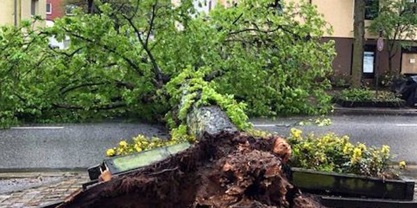 Rätsel um umgestürzte Kastanie: Bezirksamt lässt Baum untersuchen