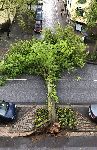 Der umgestürzte Baum