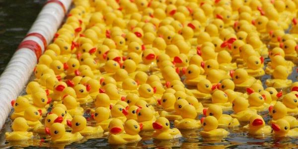 Spektakel auf der Außenmühle: Verkauf der Renn-Enten beginnt