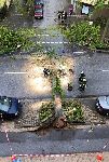Der umgestürzte Baum