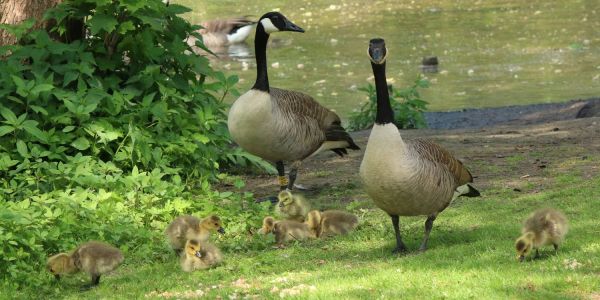 Die Außenmühle ist jetzt wieder Harburgs größte Kinderstube