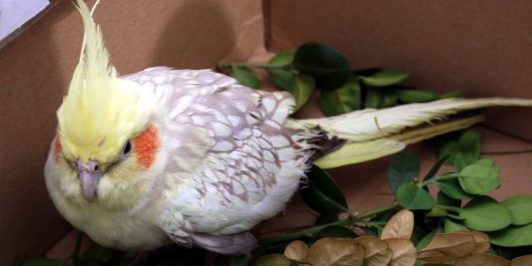 Vogel in Eißendorf zugeflogen: Wer vermisst diesen Nymphensittich?