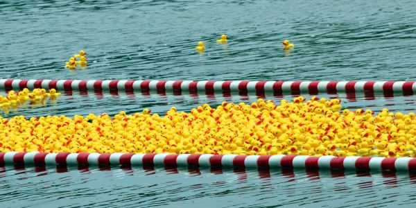 11. Harburger Entenrennen: Sonnabend beginnt der Losverkauf