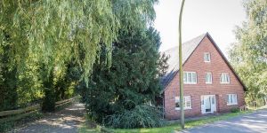 Hamburgs ältester Baum: 850 Jahre alte Eibe steht am Neuländer Elbdeich