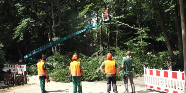 Ausbau Ehestorfer Weg: Baumfällarbeiten haben begonnen