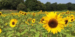 Sommer, Sonne, Sonnenblumen: Gelbe Pracht am Ehestorfer Weg