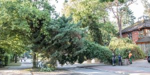 Diesmal am Milchgrund: Erneut stürzt ein Baum plötzlich um