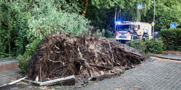 Der am Strucksbarg umgestürzte Baum. Foto: André Zand-Vakili Unwetter