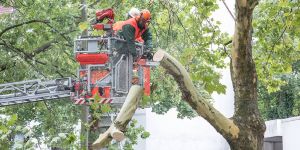 Spätfolge des Sturms: Feuerwehr fällt Baum an der Weusthoffstraße