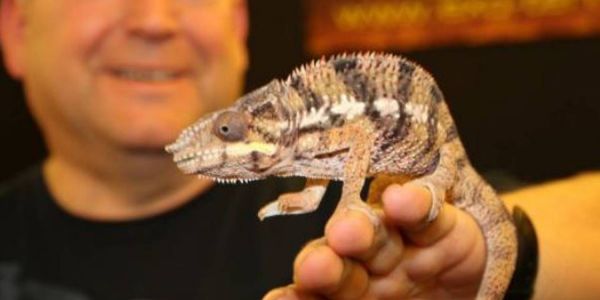 Im Vorjahr lockten Schlangen, Leguane, Chamäleon & Co. mehrere 100 Besucher nach Hausbruch. Foto: Christian Bittcher Hausbruch wird drei Tage lang zum Mekka der Terrarien-Fans